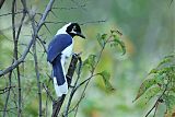 White-tailed Jay